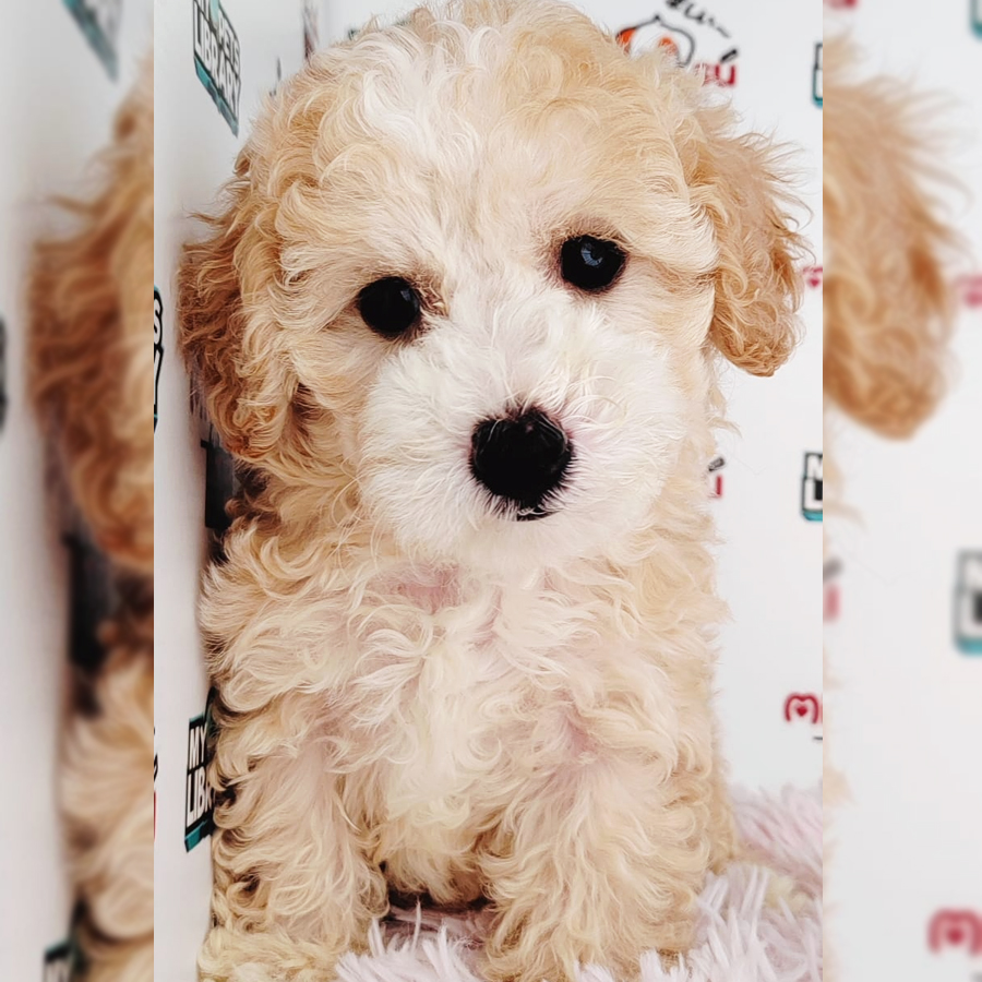 Toy Poodle Puppy (Male) For Sale