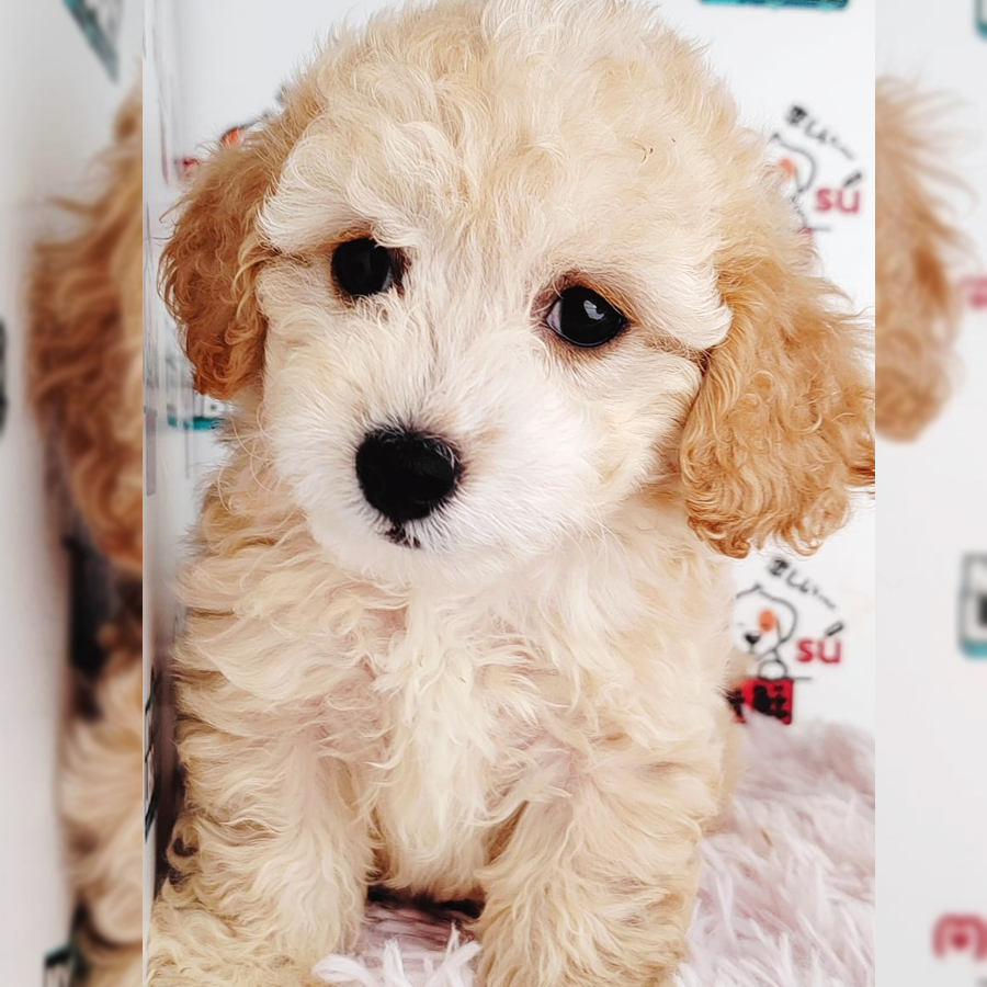 Toy Poodle Puppy (Male) For Sale