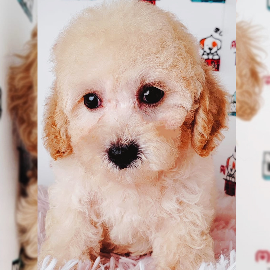 Tiny Poodle Puppy (Male) For Sale