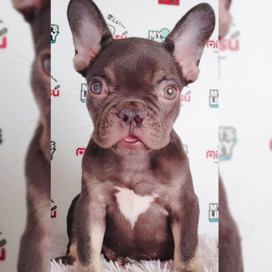 French Bulldog Puppy (Male) For Sale