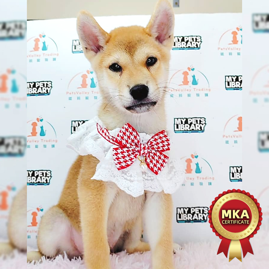 MKA Shiba Inu Puppy (Male) For Sale
