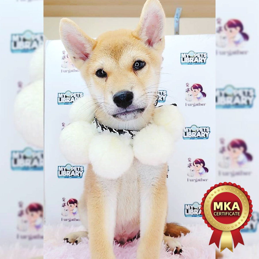 MKA Shiba Inu Puppy (Male) For Sale