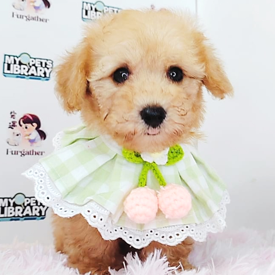 Toy Poodle Puppy (Male) For Sale