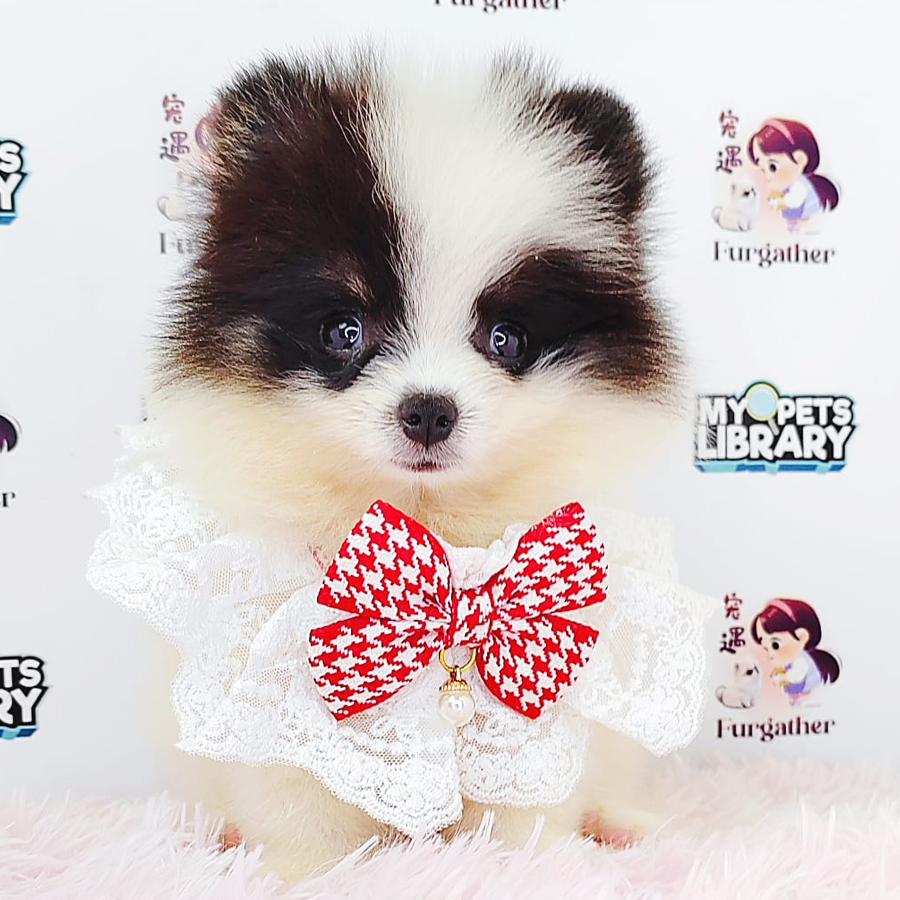 Pomeranian Puppy (Female) For Sale