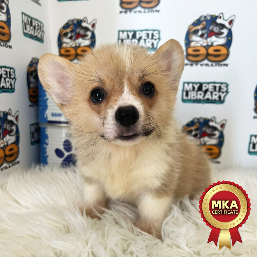 MKA Welsh Corgi Puppy (Female) For Sale