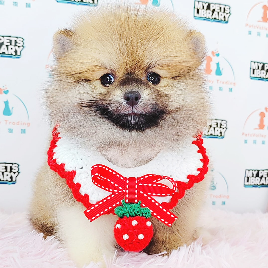Pomeranian Puppy (Female) For Sale