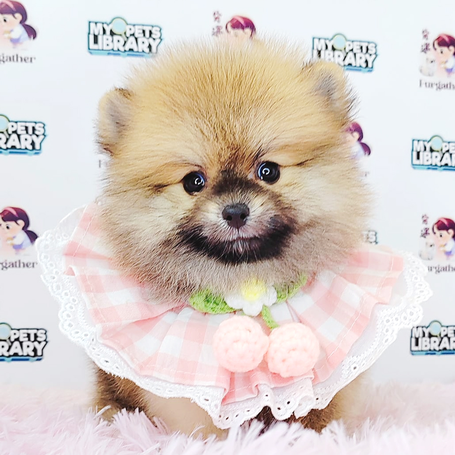 Pomeranian Puppy (Female) For Sale