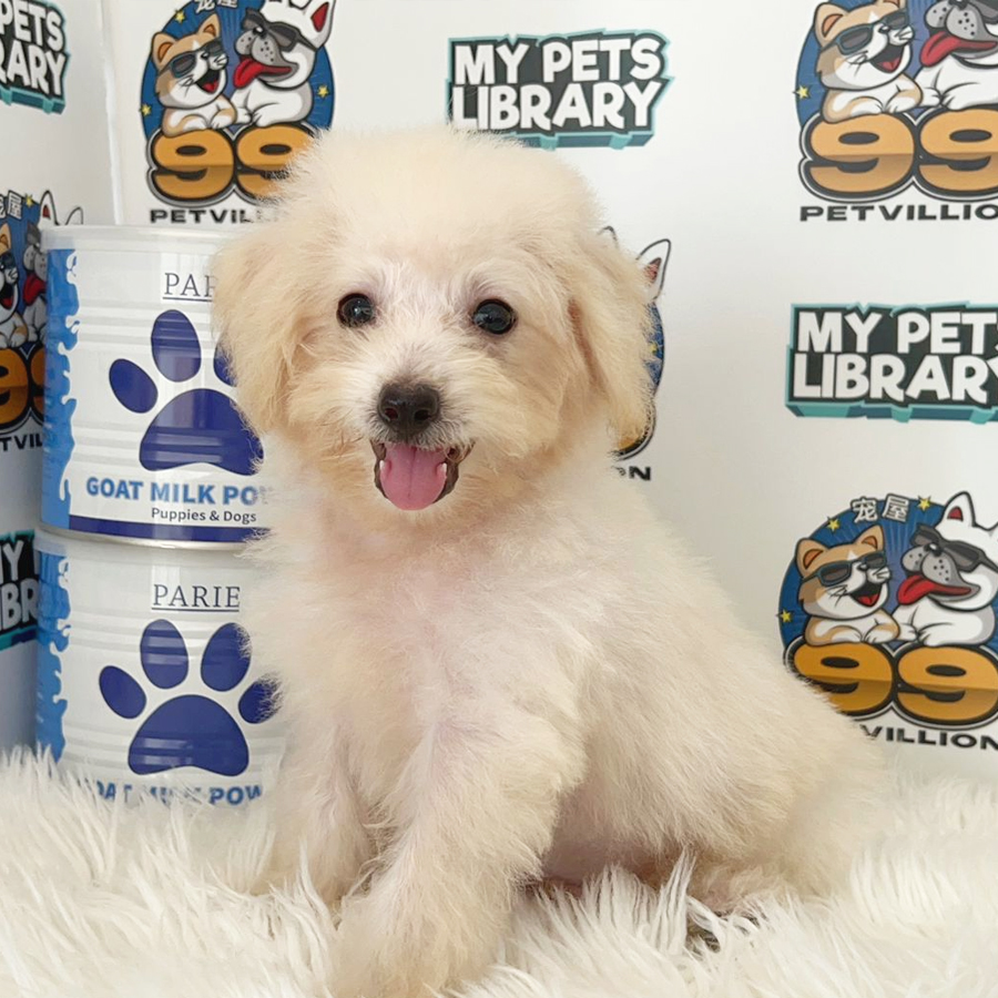 Maltipoo Puppy (Male) For Sale