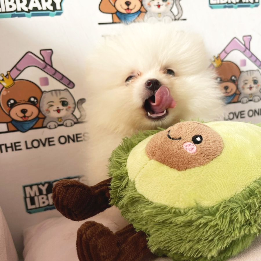 Tiny Pomeranian Puppy (Male) For Sale