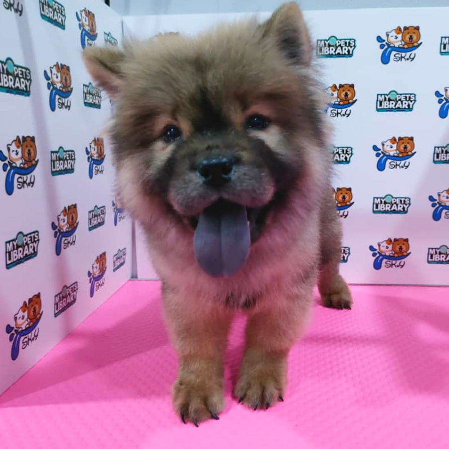 Chow Chow Puppy (Male) For Sale