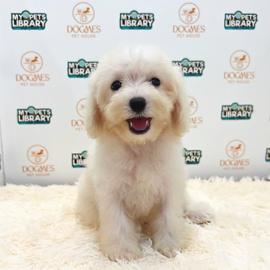 Maltipoo Puppy (Male) For Sale
