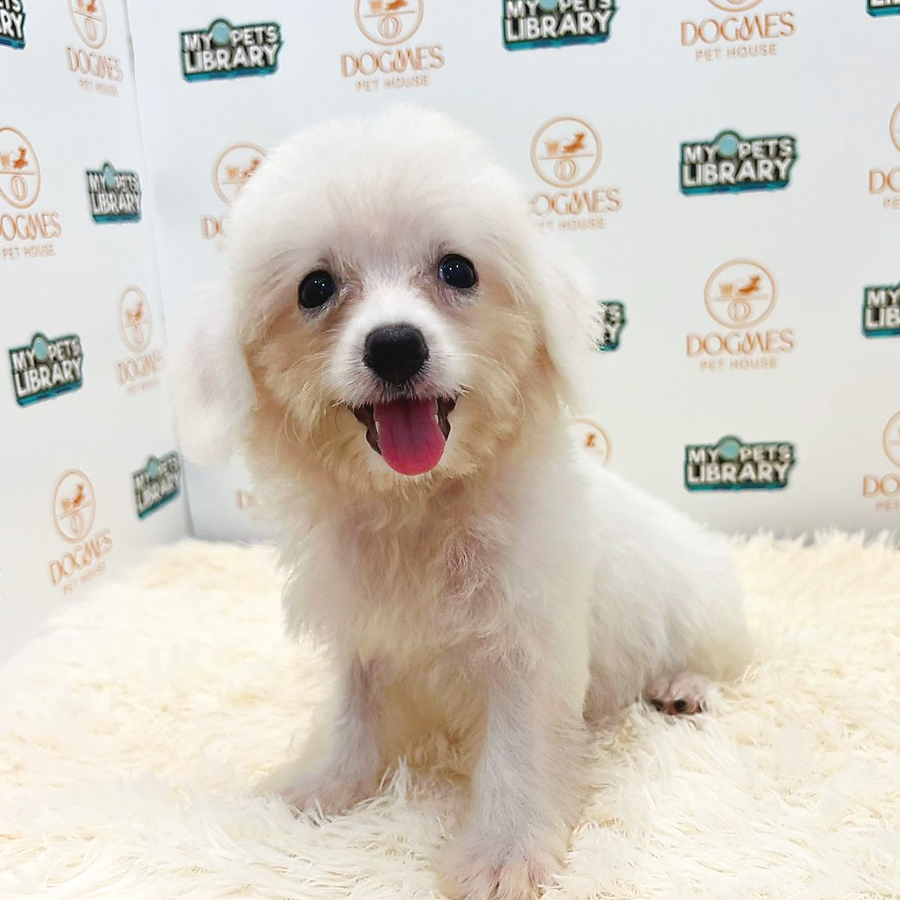 Maltipoo Puppy (Female) For Sale