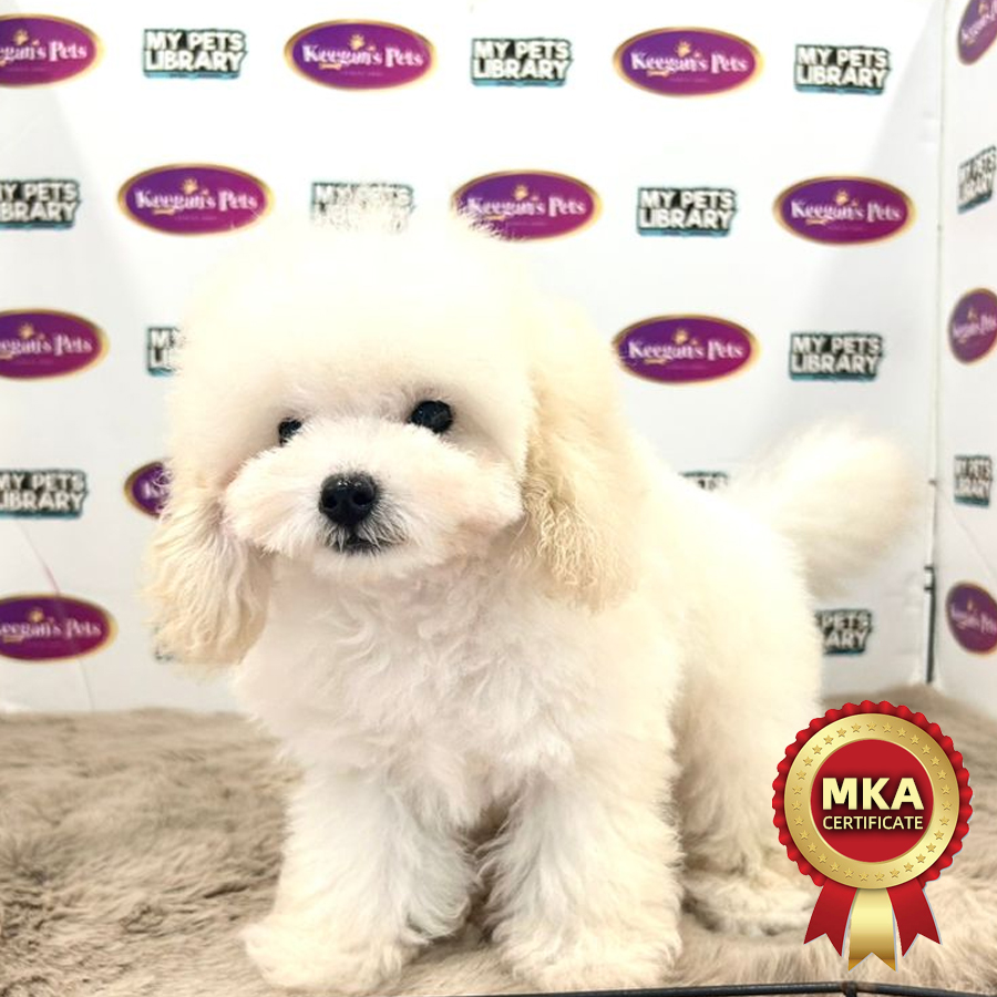 MKA Tiny Poodle Puppy (Male) For Sale