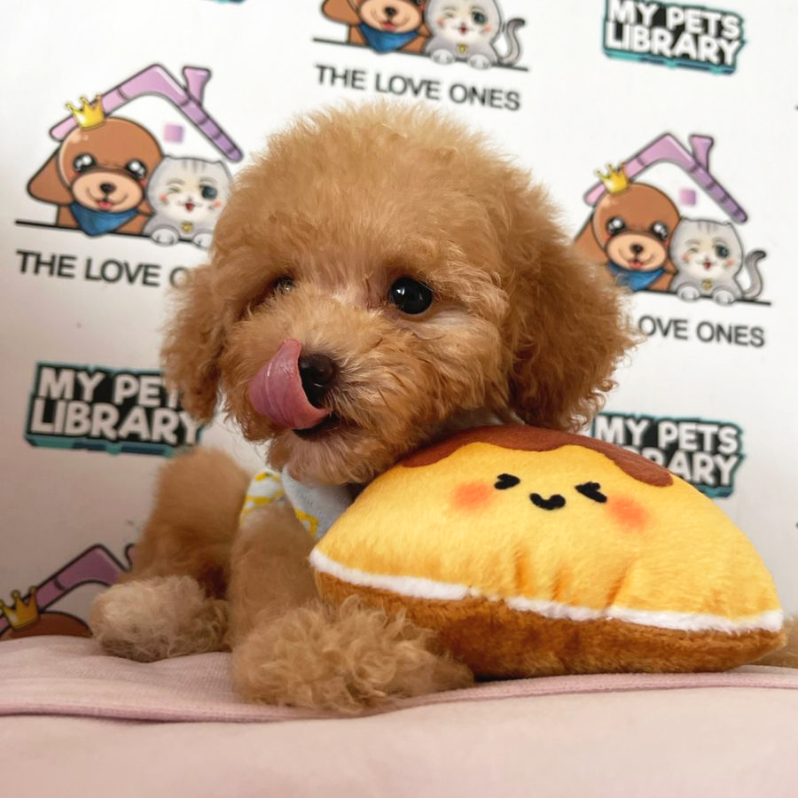 Tiny Poodle Puppy (Male) For Sale