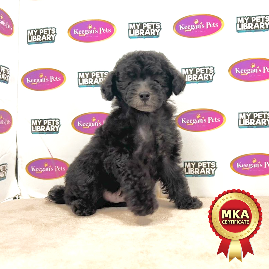 MKA Toy Poodle Puppy (Male) For Sale