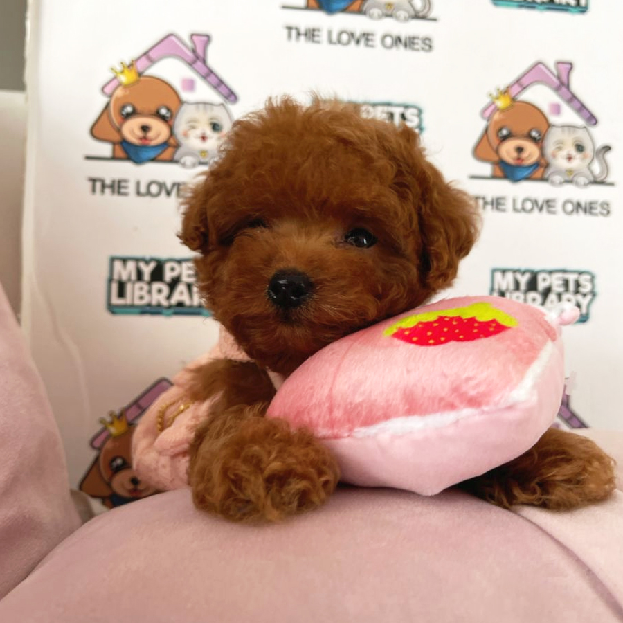 Tiny Poodle Puppy (Female) For Sale