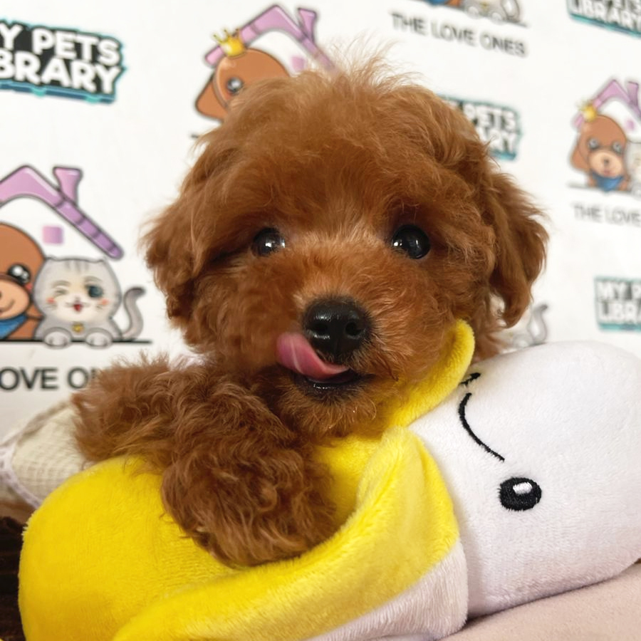 Tiny Poodle Puppy (Female) For Sale