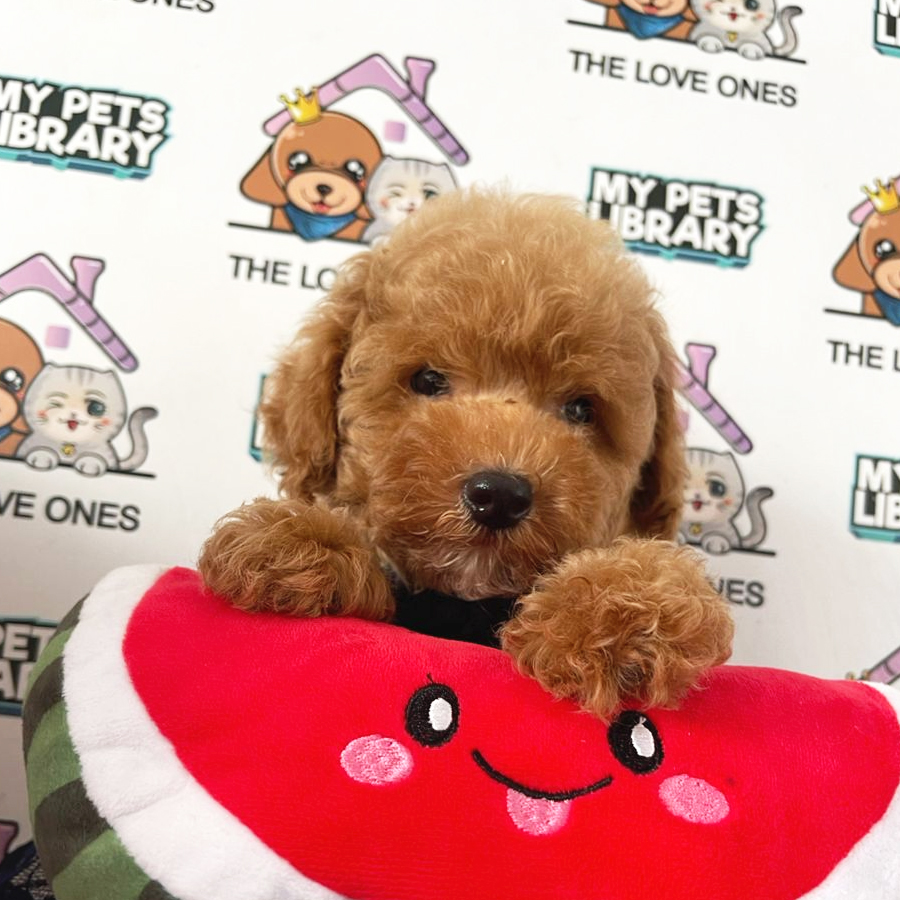 Toy Poodle Puppy (Female) For Sale