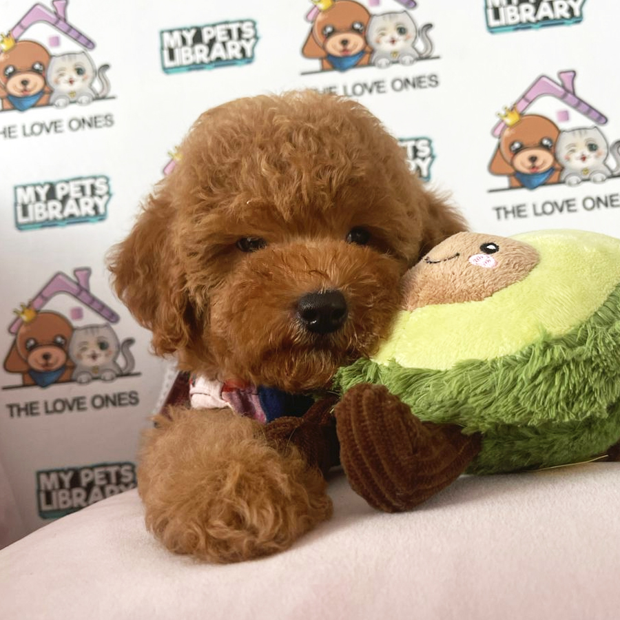 Toy Poodle Puppy (Female) For Sale