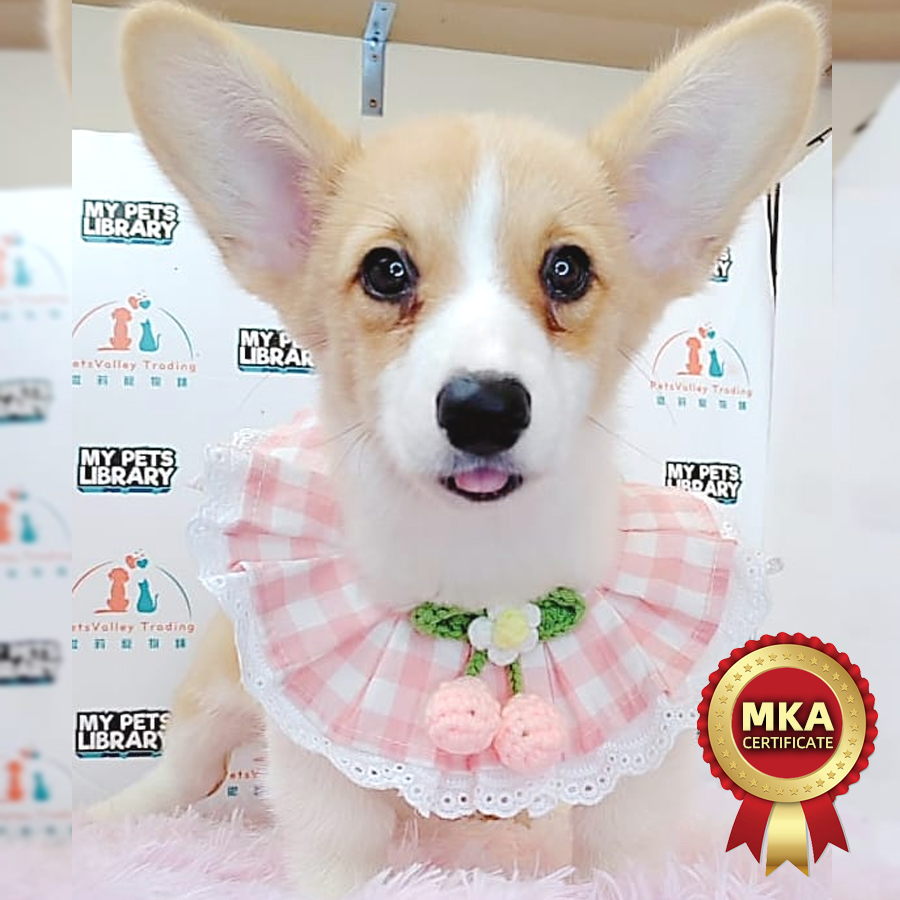 MKA Welsh Corgi Puppy (Female) For Sale