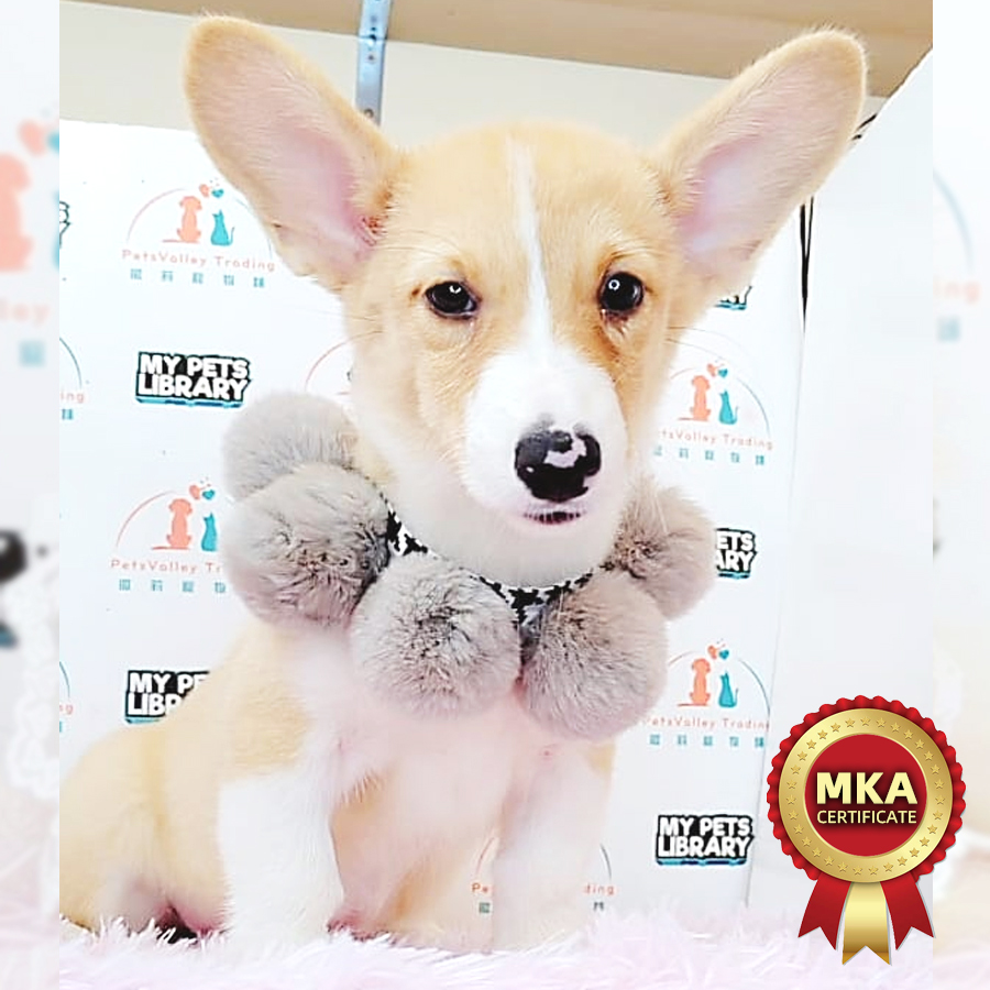 MKA Welsh Corgi Puppy (Female) For Sale
