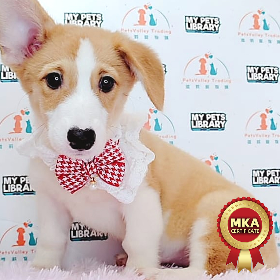 MKA Welsh Corgi Puppy (Female) For Sale