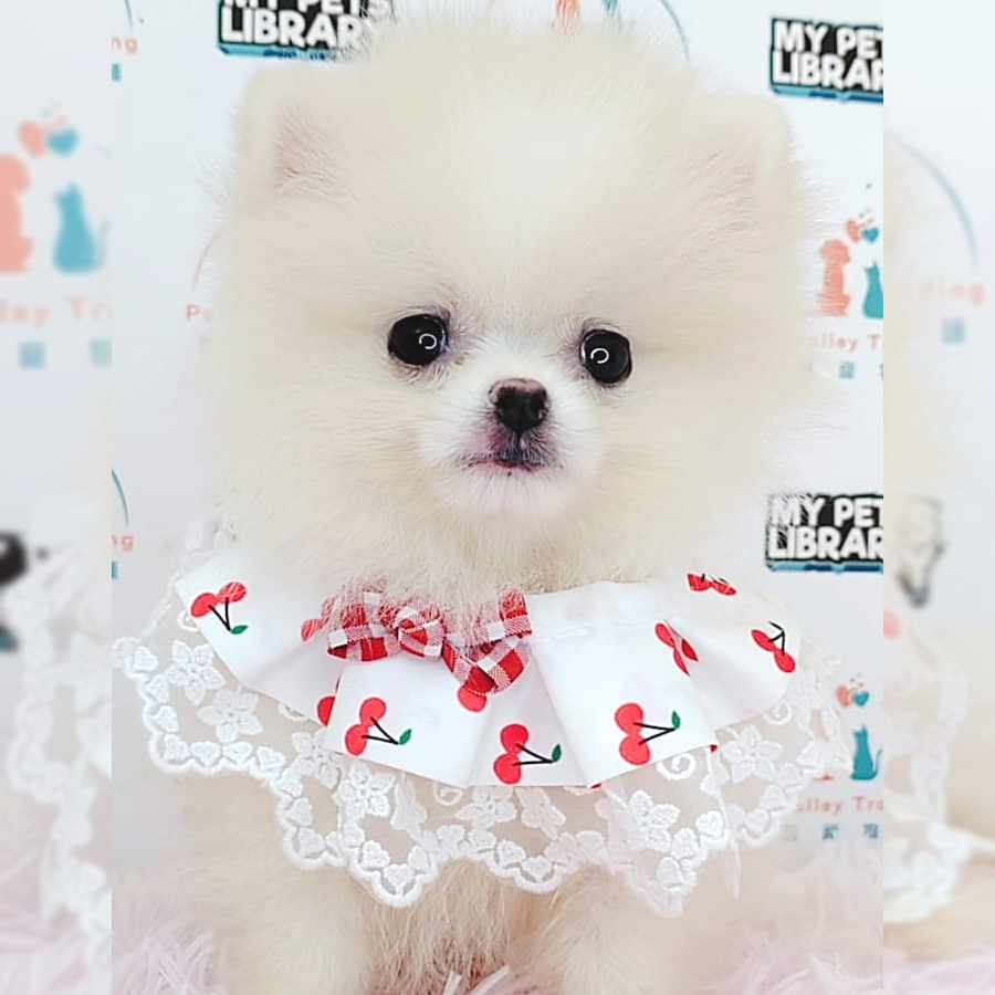 Pomeranian Puppy (Female) For Sale