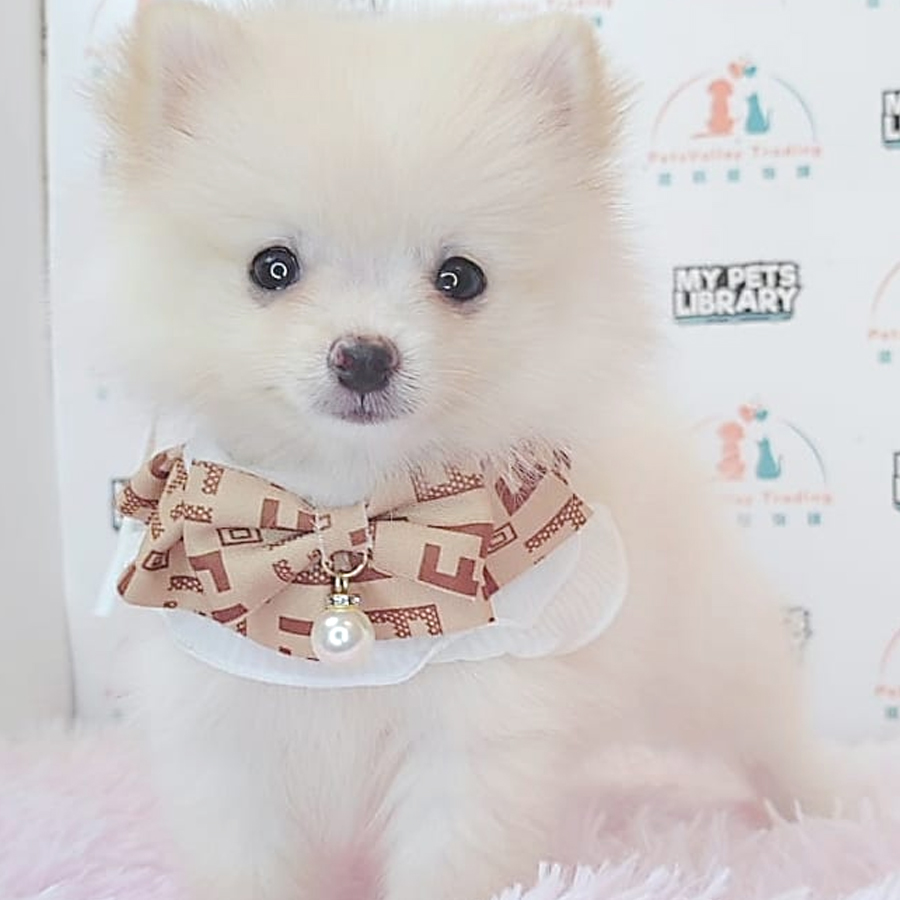 Pomeranian Puppy (Female) For Sale