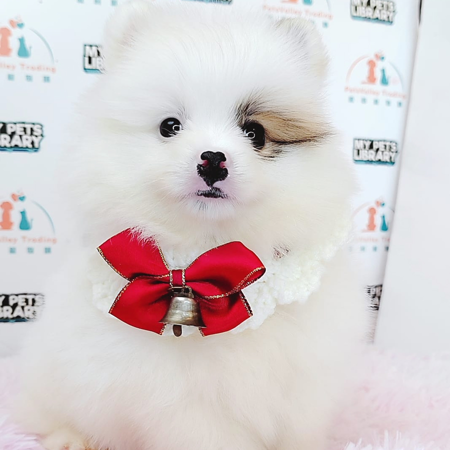 Pomeranian Puppy (Male) For Sale