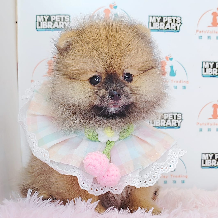 Pomeranian Puppy (Female) For Sale