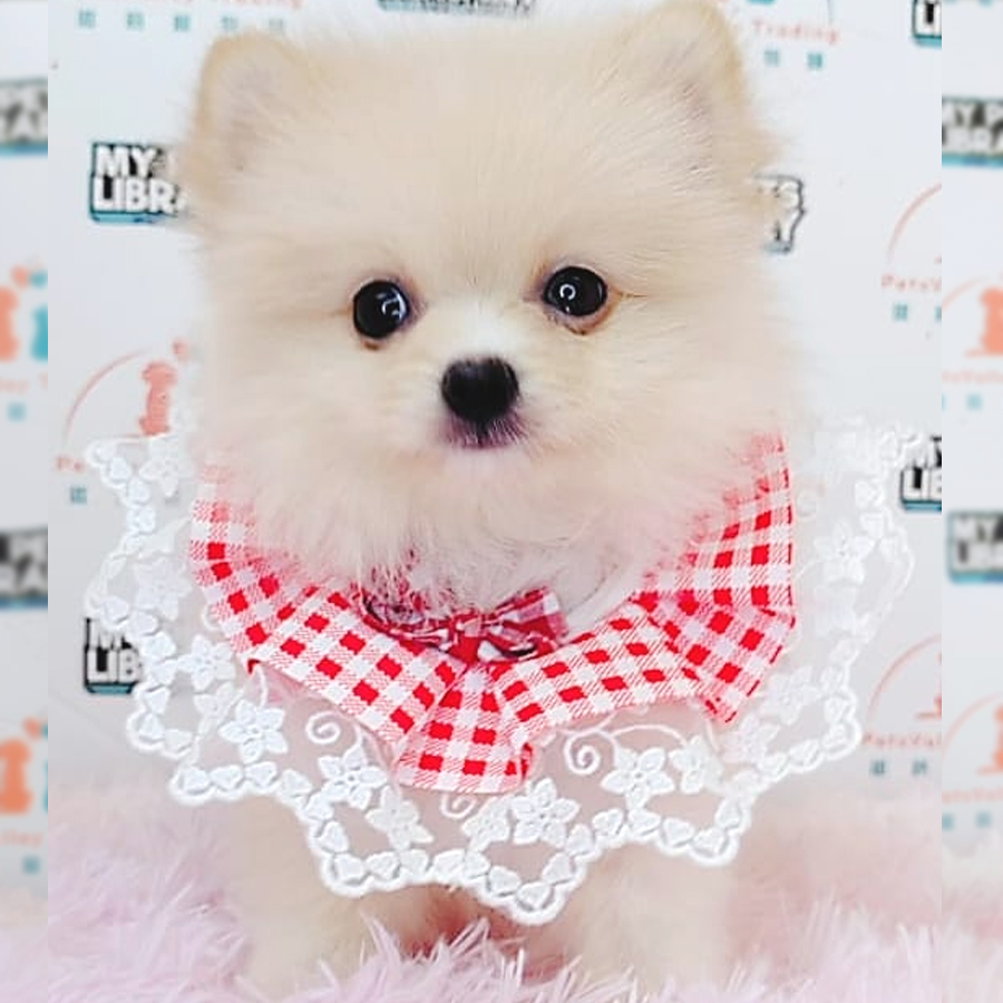 Pomeranian Puppy (Male) For Sale