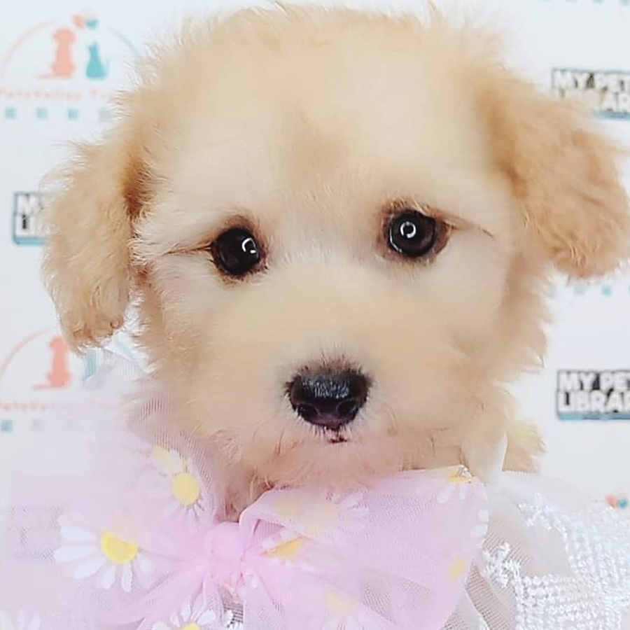 Toy Poodle Puppy (Female) For Sale