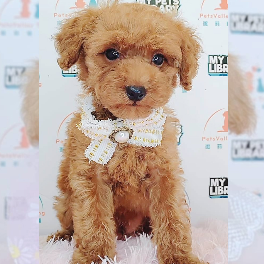 Toy Poodle Puppy (Male) For Sale