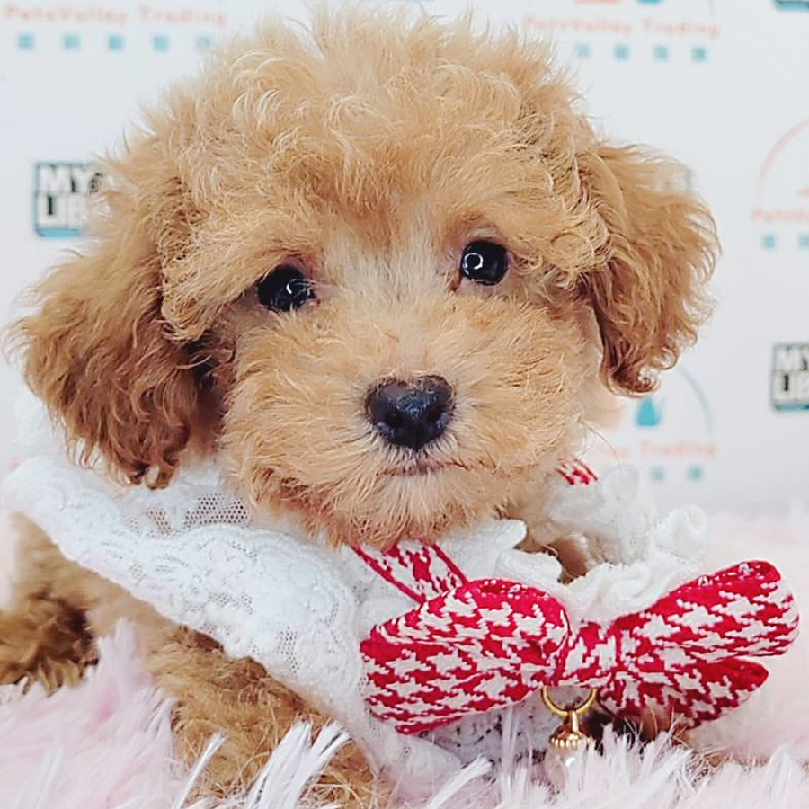 Toy Poodle Puppy (Male) For Sale