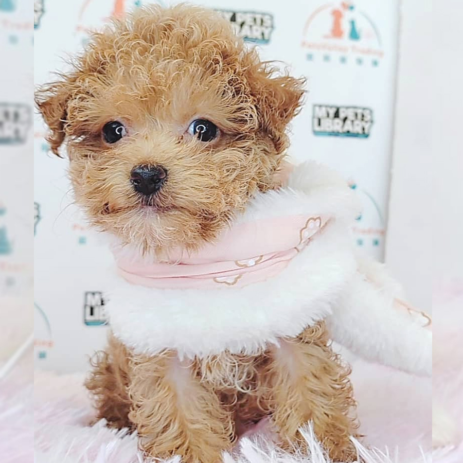 Teacup Poodle Puppy (Male) For Sale