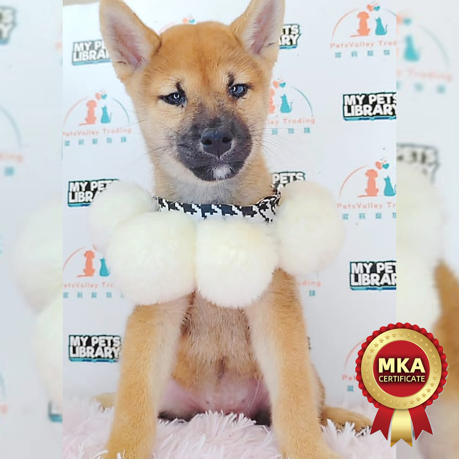 MKA Shiba Inu Puppy (Female) For Sale