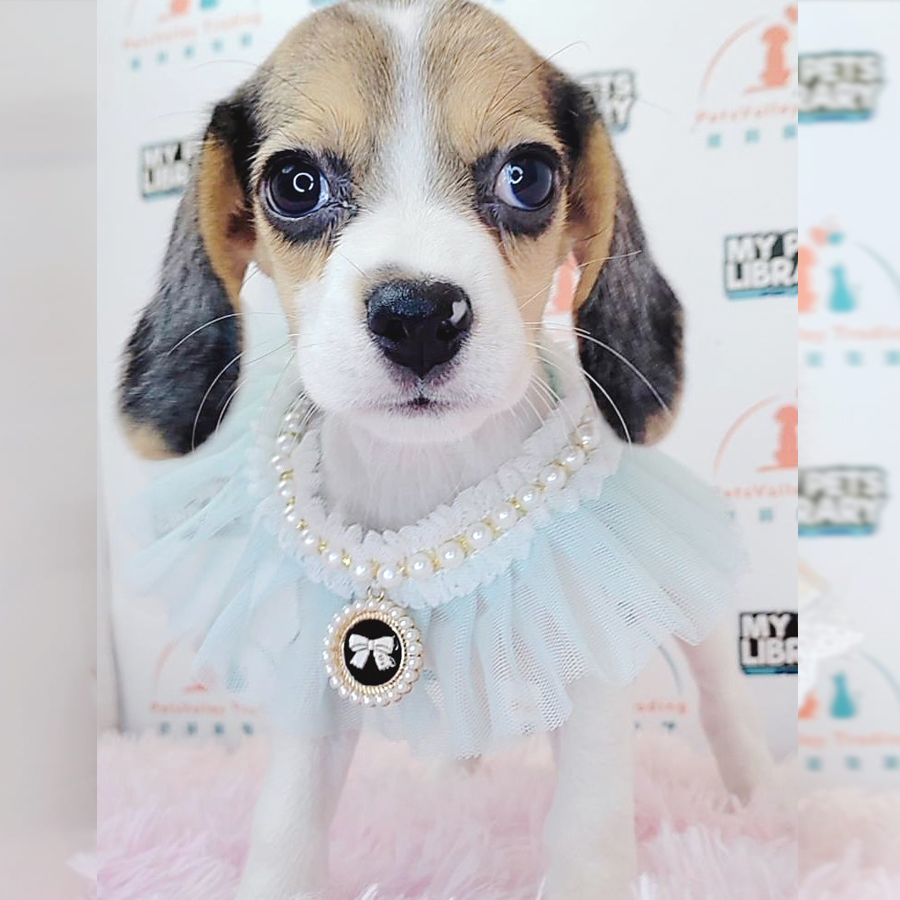 Beagle Puppy (Female) For Sale