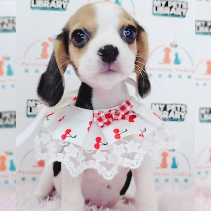 Beagle Puppy (Female) For Sale
