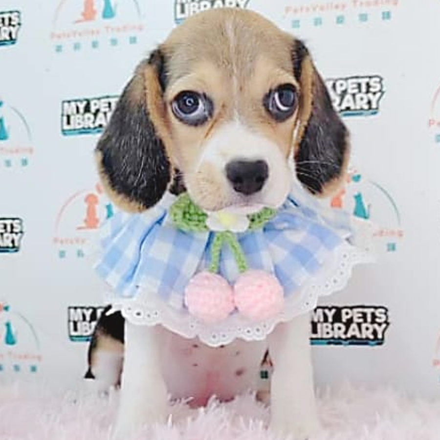 Beagle Puppy (Male) For Sale