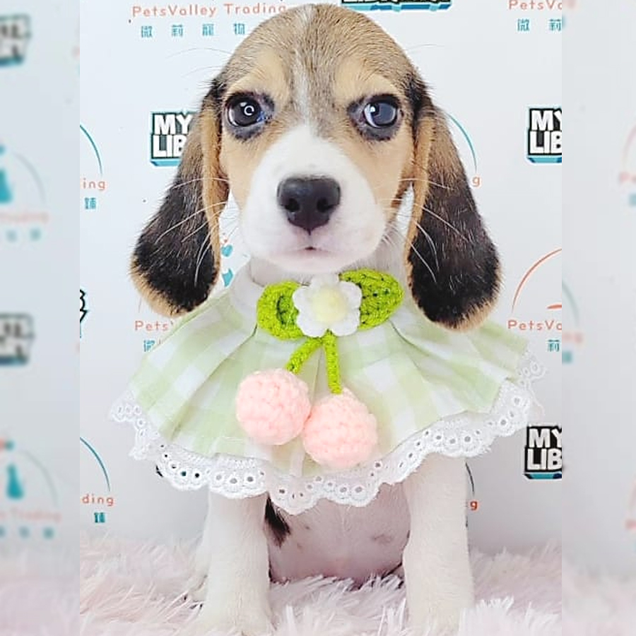 Beagle Puppy (Female) For Sale