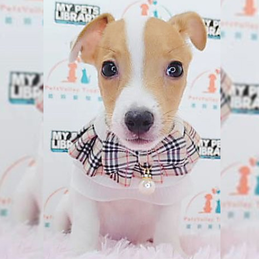 Jack Russell Puppy (Male) For Sale