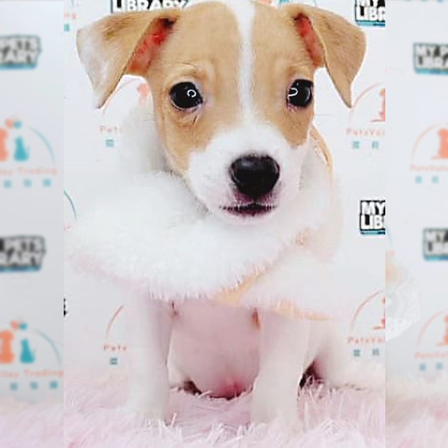 Jack Russell Puppy (Male) For Sale