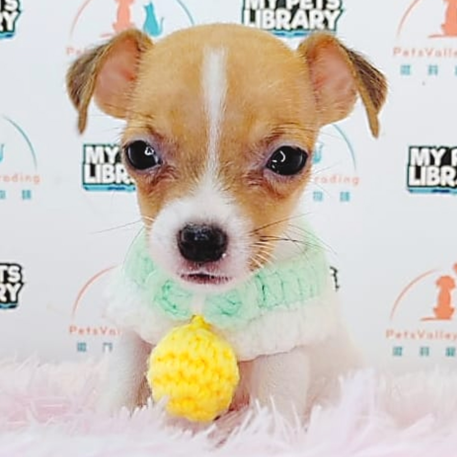 Jack Russell Puppy (Female) For Sale