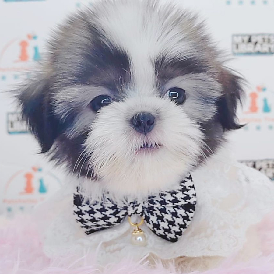 Shih Tzu Puppy (Female) For Sale