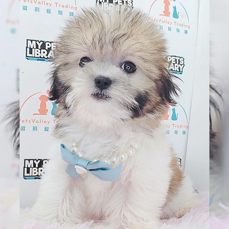 Shih Tzu Puppy (Female) For Sale