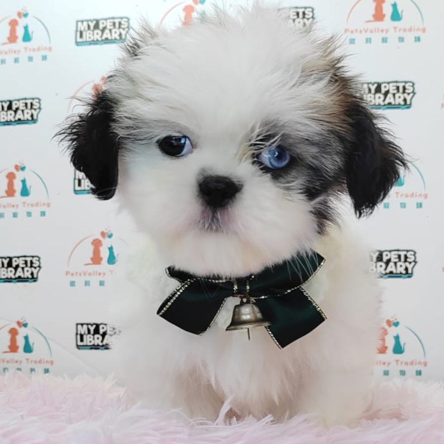Shih Tzu Puppy (Female) For Sale
