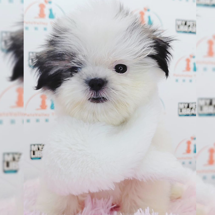 Shih Tzu Puppy (Female) For Sale