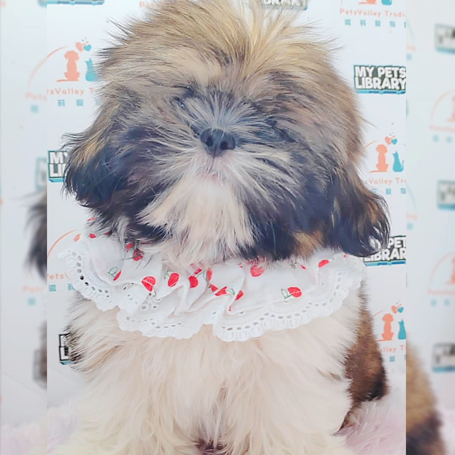 Shih Tzu Puppy (Male) For Sale