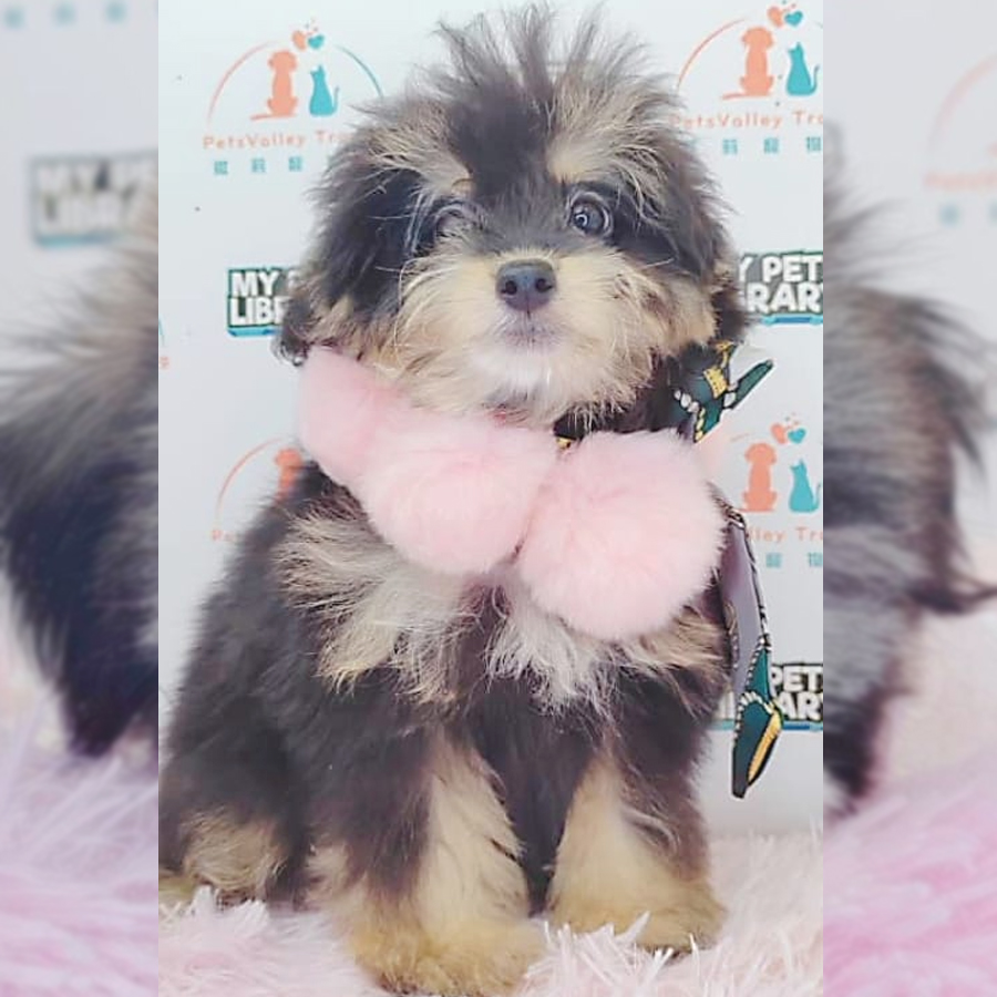 Pomsky Puppy (Female) For Sale