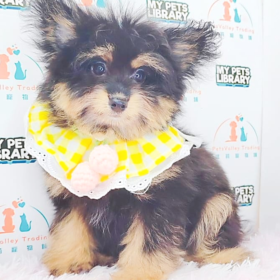 Pomsky Puppy (Female) For Sale